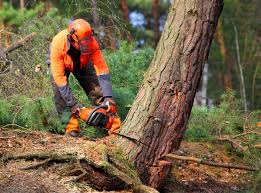 Best Tree Cabling and Bracing  in Kewaskum, WI